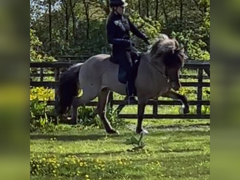 Islandpferd Hengst 4 Jahre 145 cm Falbe in Bergen (NH)