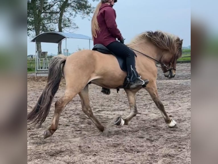 Islandpferd Hengst 4 Jahre 145 cm Falbe in Bergen (NH)