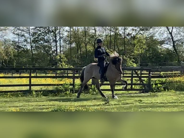 Islandpferd Hengst 4 Jahre 145 cm Falbe in Bergen (NH)