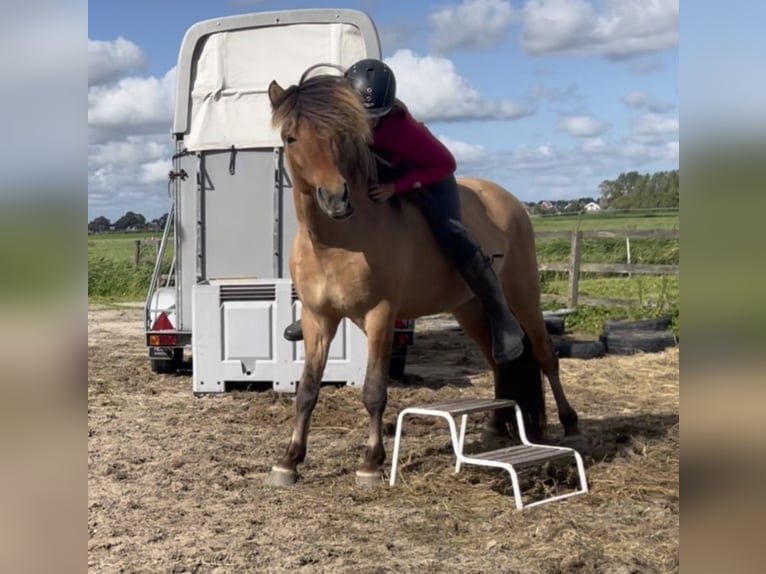 Islandpferd Hengst 4 Jahre 145 cm Falbe in Bergen (NH)