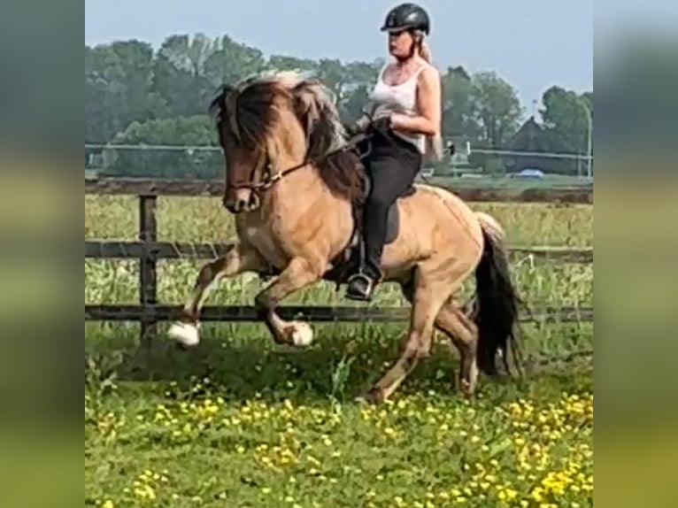 Islandpferd Hengst 4 Jahre 145 cm Falbe in Bergen (NH)