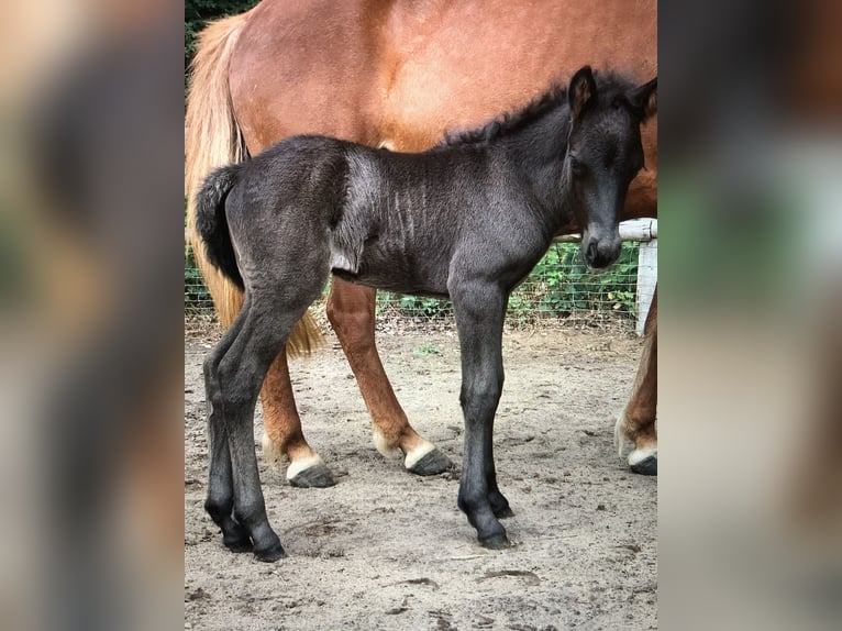 Islandpferd Hengst 4 Jahre Rappe in Nahrendorf