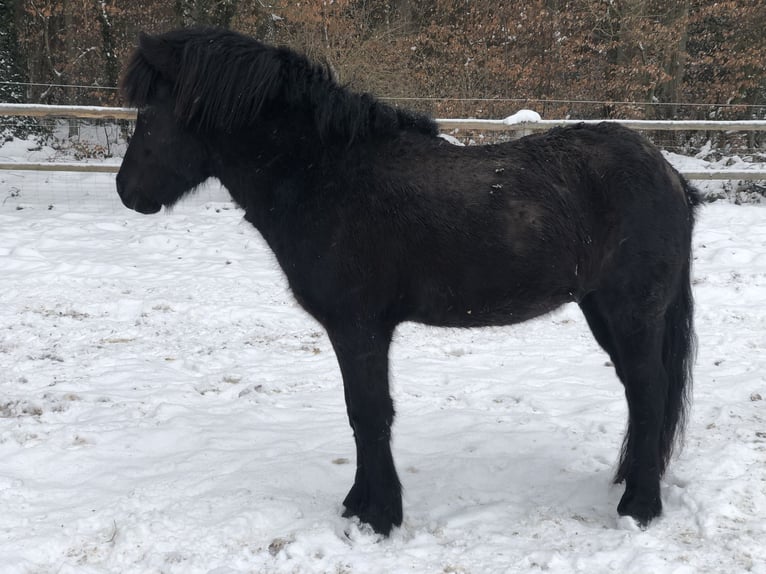 Islandpferd Hengst 4 Jahre Rappe in Nahrendorf