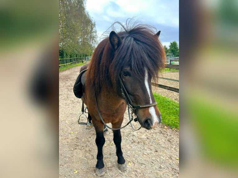 Islandpferd Hengst 5 Jahre 136 cm Brauner in Münster