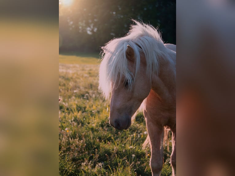 Islandpferd Hengst 5 Jahre 138 cm Palomino in H&#xFC;ckeswagen