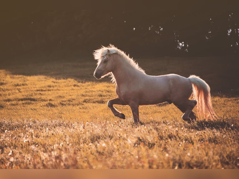 Islandpferd Hengst 5 Jahre 138 cm Palomino in H&#xFC;ckeswagen