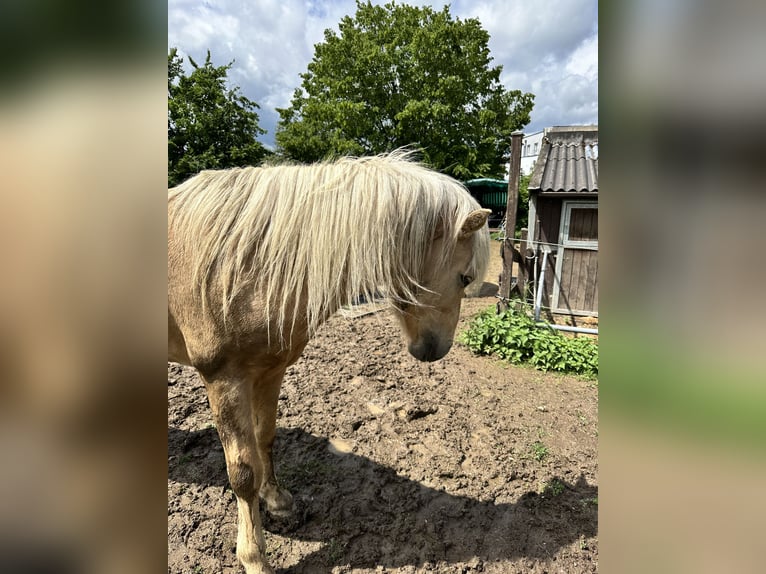Islandpferd Hengst 5 Jahre 138 cm Palomino in H&#xFC;ckeswagen