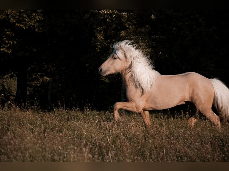 Islandpferd Hengst 5 Jahre 138 cm Palomino in H&#xFC;ckeswagen