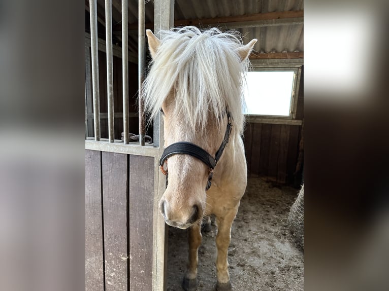 Islandpferd Hengst 5 Jahre 138 cm Palomino in H&#xFC;ckeswagen