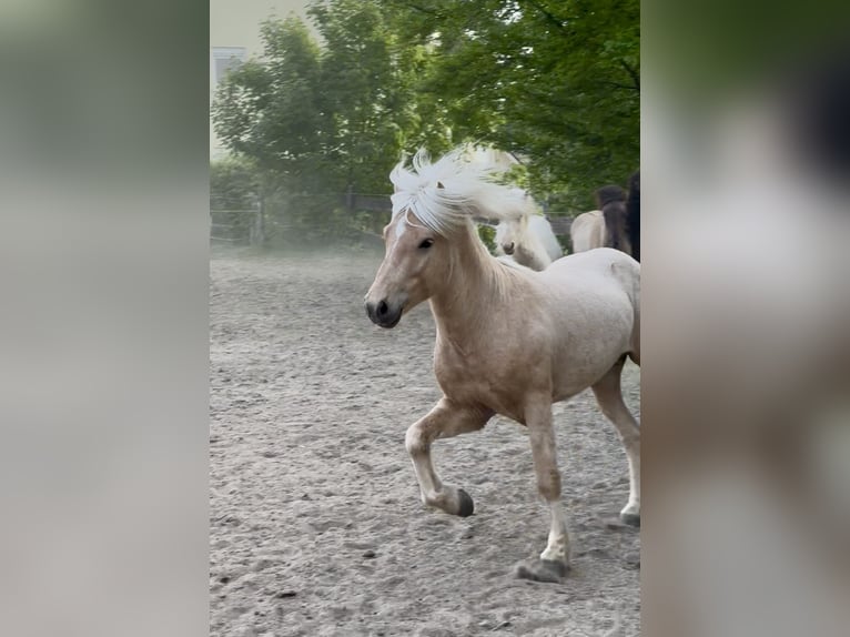 Islandpferd Hengst 5 Jahre 138 cm Palomino in H&#xFC;ckeswagen