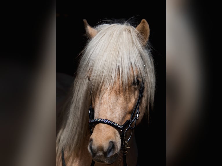 Islandpferd Hengst 5 Jahre 138 cm Palomino in H&#xFC;ckeswagen