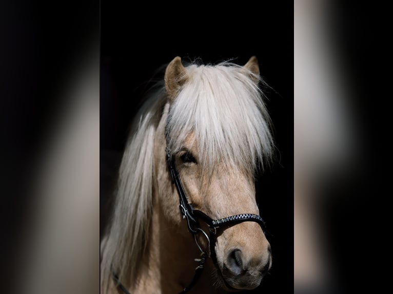 Islandpferd Hengst 5 Jahre 138 cm Palomino in H&#xFC;ckeswagen