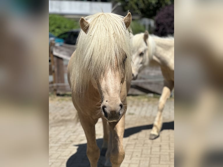 Islandpferd Hengst 5 Jahre 138 cm Palomino in H&#xFC;ckeswagen