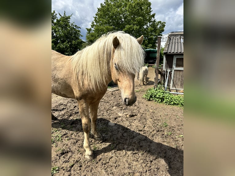 Islandpferd Hengst 5 Jahre 138 cm Palomino in H&#xFC;ckeswagen