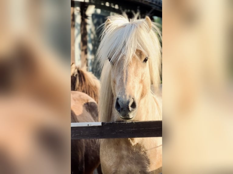 Islandpferd Hengst 5 Jahre 138 cm Palomino in H&#xFC;ckeswagen