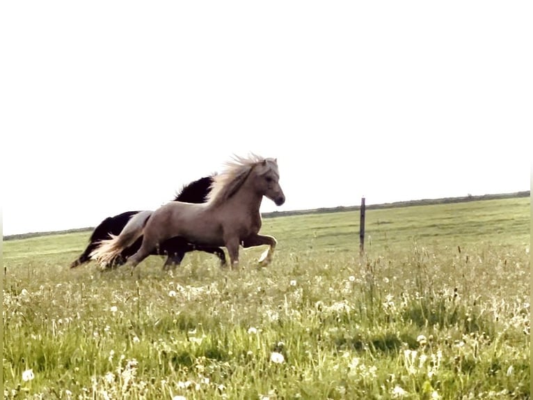 Islandpferd Hengst 5 Jahre 138 cm Palomino in H&#xFC;ckeswagen