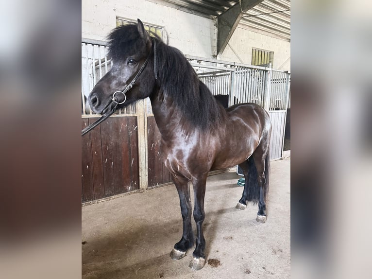 Islandpferd Hengst 5 Jahre 140 cm Rappe in Staufenberg