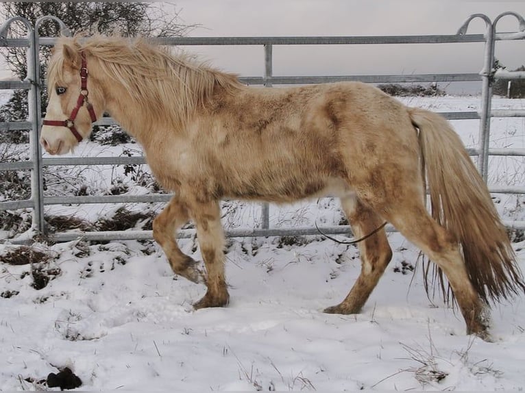 Islandpferd Hengst 5 Jahre 141 cm Palomino in Saarland