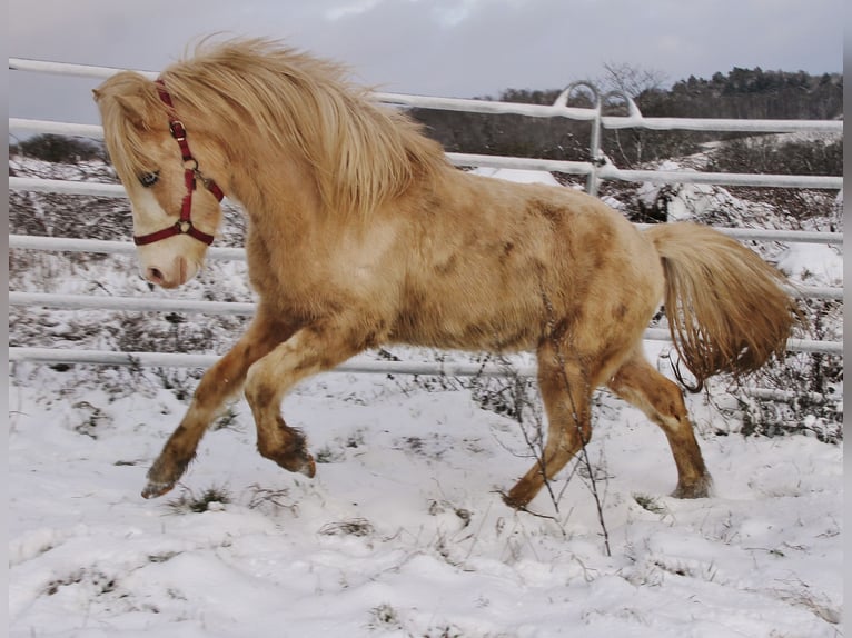 Islandpferd Hengst 5 Jahre 141 cm Palomino in Saarland