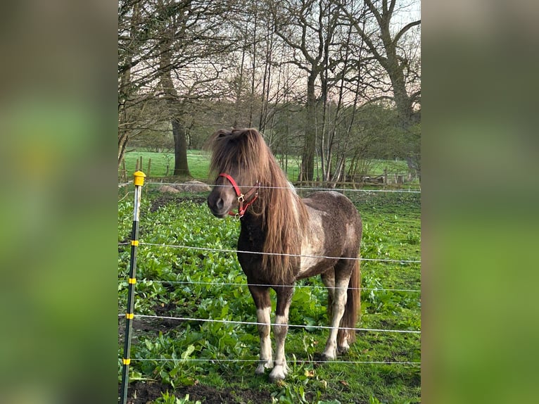 Islandpferd Hengst 5 Jahre 142 cm Schecke in Blunk