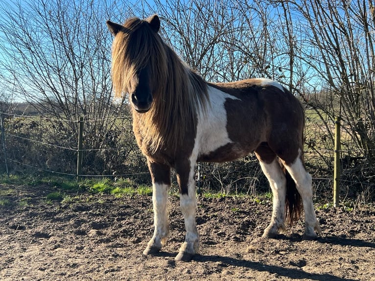 Islandpferd Hengst 5 Jahre 142 cm Schecke in Blunk