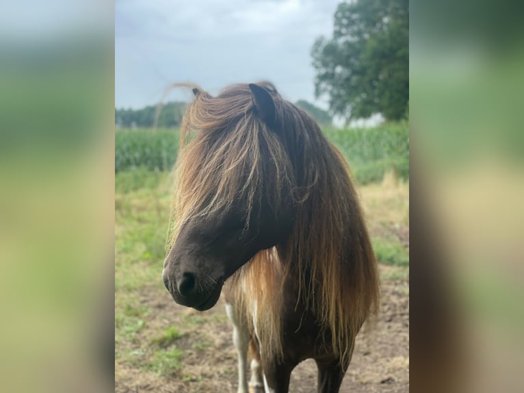Islandpferd Hengst 5 Jahre 142 cm Schecke in Blunk