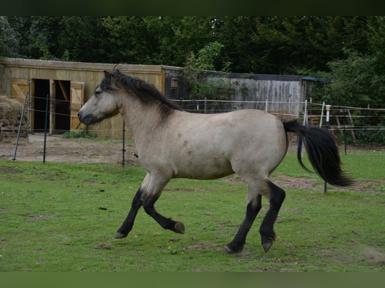 Islandpferd Hengst 5 Jahre 142 cm in NehmsBlunk
