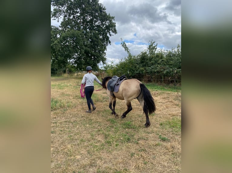 Islandpferd Hengst 5 Jahre 142 cm  in NehmsBlunk