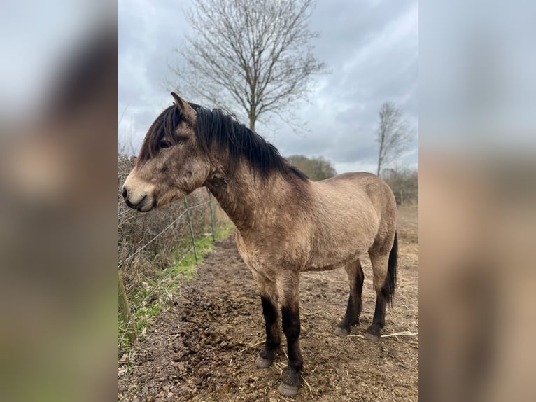 Islandpferd Hengst 5 Jahre 142 cm in NehmsBlunk