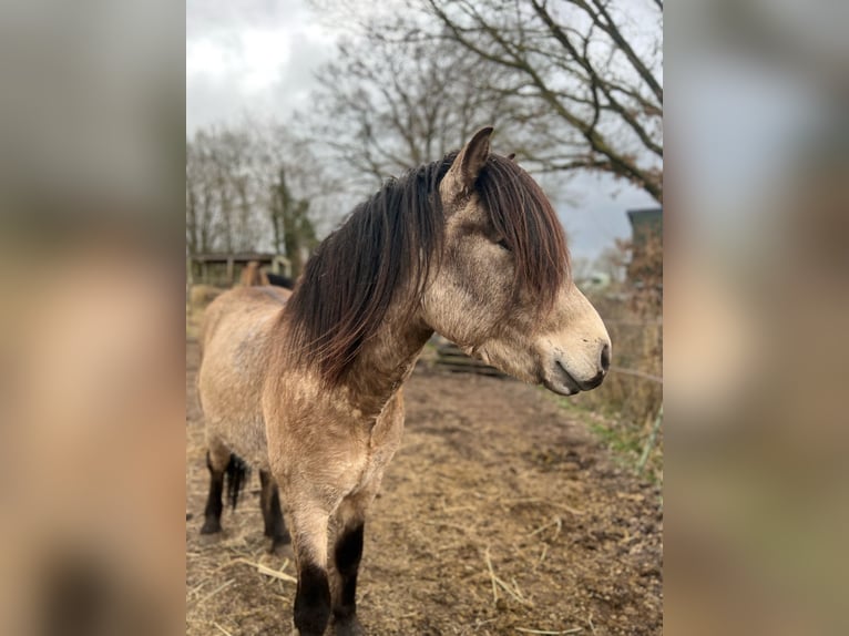 Islandpferd Hengst 5 Jahre 142 cm in NehmsBlunk