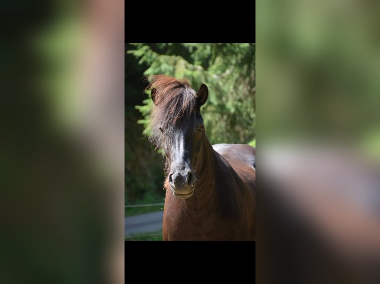 Islandpferd Hengst 5 Jahre  in Nordrach