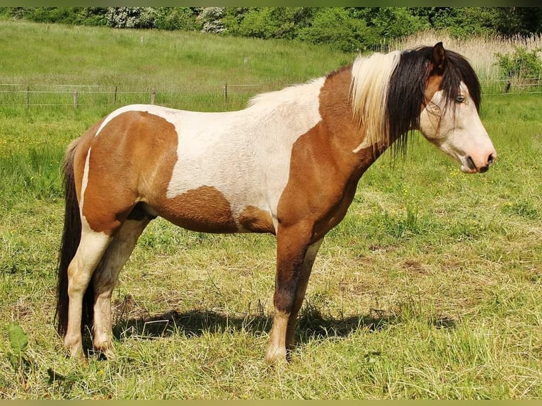 Islandpferd Hengst 6 Jahre 137 cm Schecke in Saarland