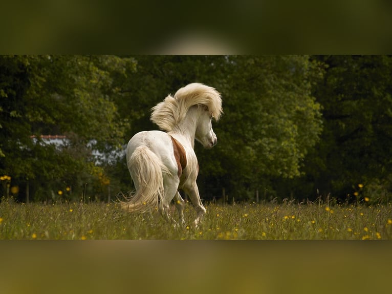 Islandpferd Hengst 6 Jahre 139 cm Tovero-alle-Farben in GOVEN