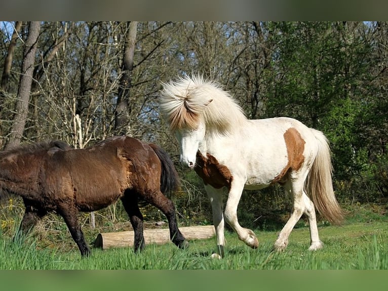 Islandpferd Hengst 6 Jahre 139 cm Tovero-alle-Farben in GOVEN