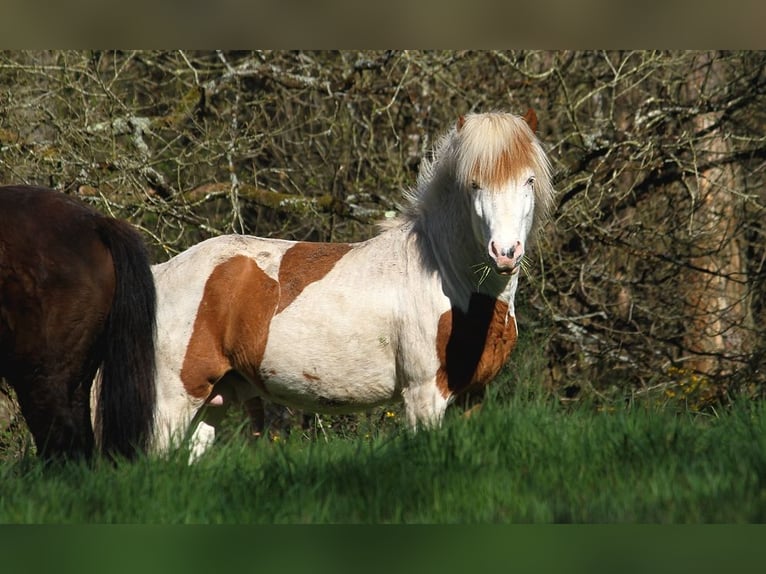 Islandpferd Hengst 6 Jahre 139 cm Tovero-alle-Farben in GOVEN