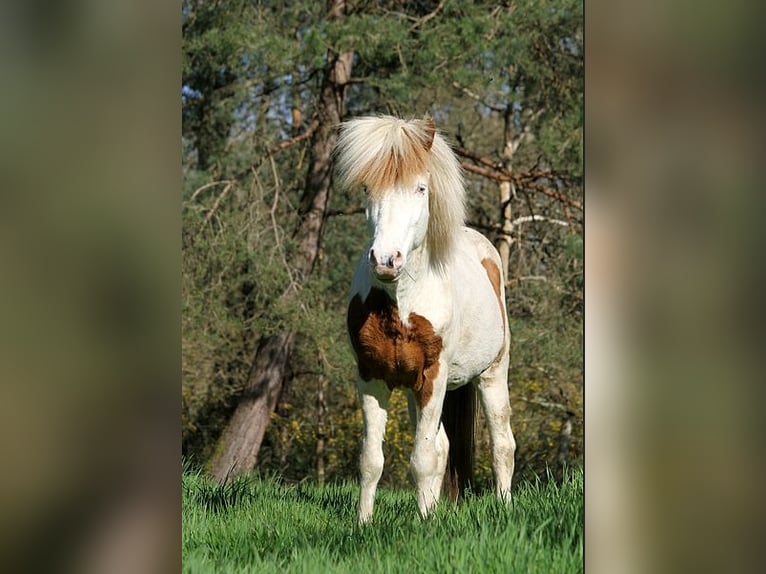 Islandpferd Hengst 6 Jahre 139 cm Tovero-alle-Farben in GOVEN