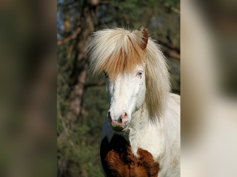 Islandpferd Hengst 6 Jahre 139 cm Tovero-alle-Farben in GOVEN
