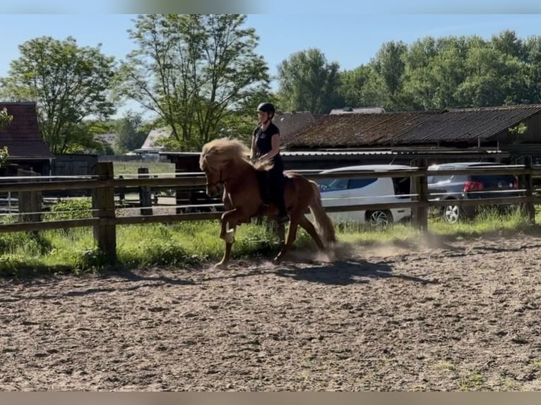Islandpferd Hengst 6 Jahre 141 cm Fuchs in Lingen