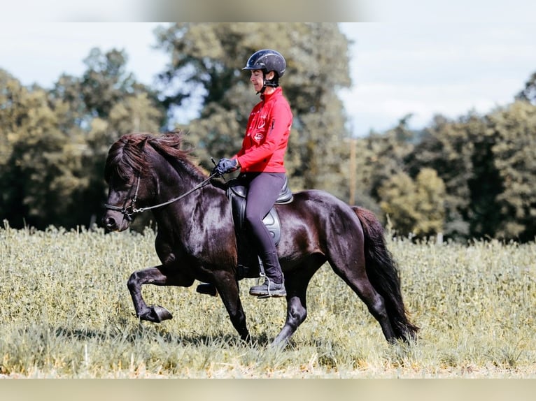 Islandpferd Hengst 6 Jahre 146 cm Rappe in Taufkirchen an der Trattnach