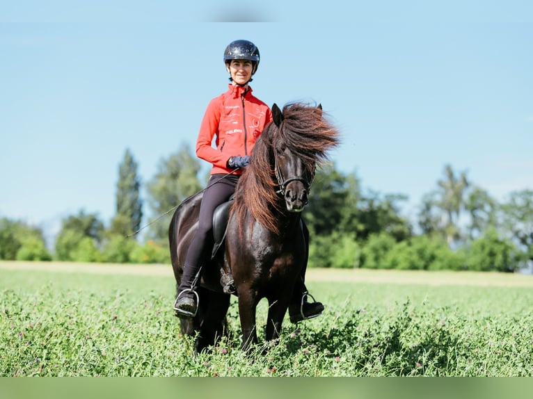 Islandpferd Hengst 6 Jahre 146 cm Rappe in Taufkirchen an der Trattnach
