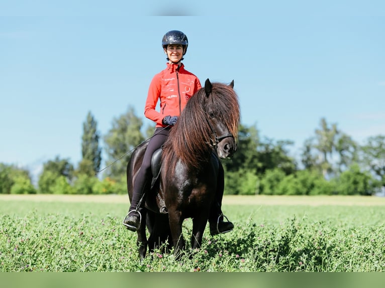 Islandpferd Hengst 6 Jahre 146 cm Rappe in Taufkirchen an der Trattnach