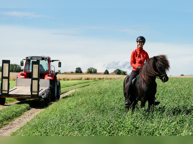 Islandpferd Hengst 6 Jahre 146 cm Rappe in Taufkirchen an der Trattnach