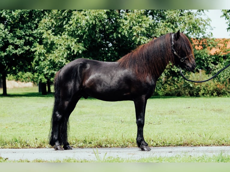 Islandpferd Hengst 6 Jahre 146 cm Rappe in Taufkirchen an der Trattnach