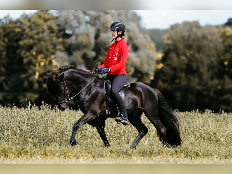 Islandpferd Hengst 6 Jahre 146 cm Rappe in Taufkirchen an der Trattnach