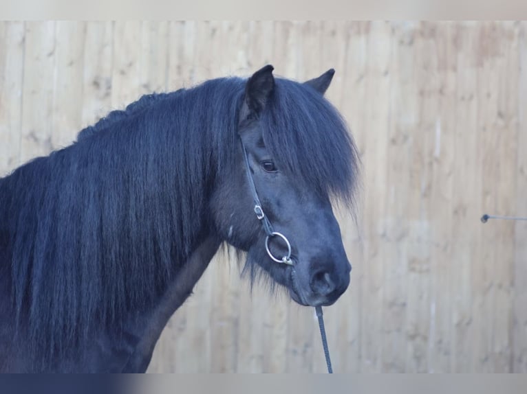 Islandpferd Hengst 7 Jahre 147 cm Rappe in Straßwalchen
