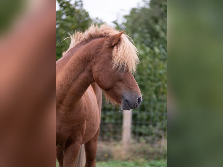Islandpferd Hengst 7 Jahre Fuchs in Geraardsbergen