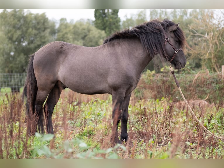 Islandpferd Hengst 7 Jahre Grullo in Geraardsbergen