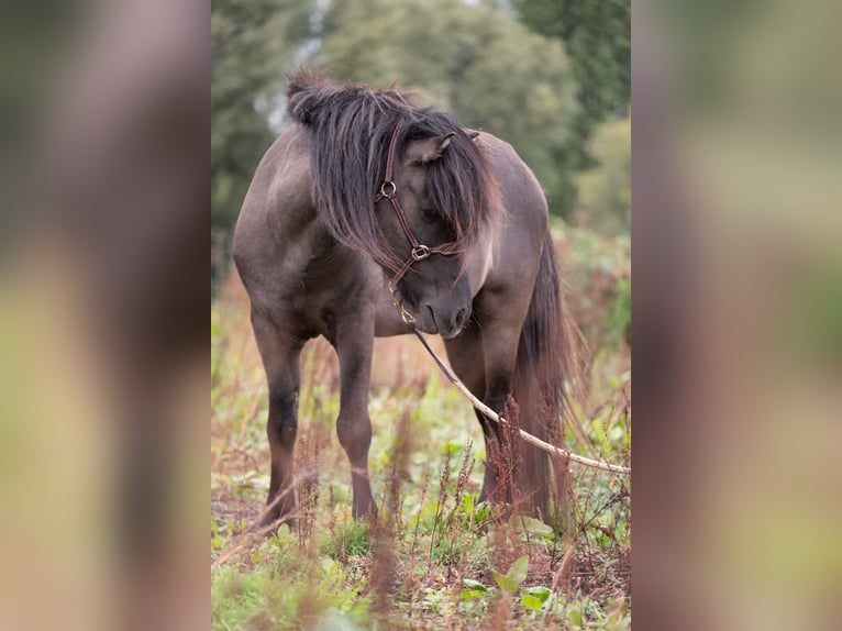 Islandpferd Hengst 7 Jahre Grullo in Geraardsbergen