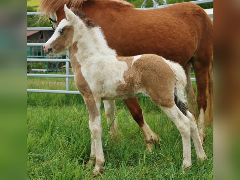 Islandpferd Hengst 8 Jahre 137 cm Schecke in Saarland