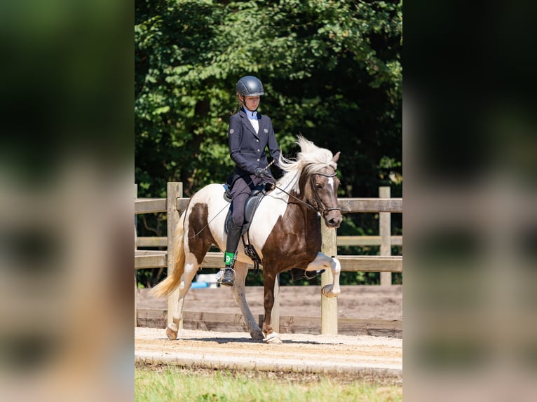 Islandpferd Hengst 8 Jahre 140 cm Schecke in Euskirchen